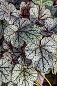 Heuchera Sugar Frosting