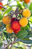 Strawberry tree (Arbutus unedo) fruits in autumn, Bouches-du-Rhone, France
