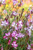 Gaura lindheimeri Rosyjane = Rosy Jane