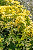 Mexican orange (Choisya ternata) Sundance