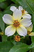 Arizona Beggarticks (Bidens aurea) flowers