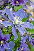 Clematis Arabella