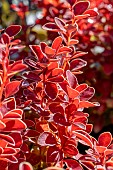 Japanese barberry (Berberis thunbergii) Orange Ice