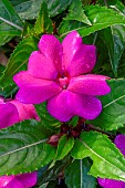 Impatiens Solarscape Magenta