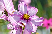 Garden cosmos (Cosmos bipinnatus) flowers