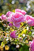 Landscape rose The Fairy, autumn flowering