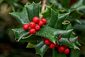 Chinese holly (Ilex cornuta), dew-covered leaves and fruits