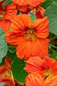 Nasturtium (Tropaeolum majus) flowers