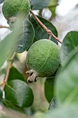 Pineapple guava (Acca sellowiana) fruit on tree in autumn