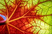 Begonia Jardin du Luxembourg, backlit leaf