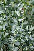 Cider gum (Eucalyptus gunnii) Silverana Lon40