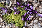 Purple Toothwort (Lathraea clandestina) growing in moss in a forest, Auvergne, France
