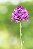 Inflorescence of Pyramidal Orchis (Anacamptis pyramidalis) on a limestone hillside, Auvergne, France