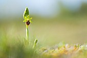 Early Spider Ophrys (Ophrys aranifera) against the light on a spring evening, Auvergne, France