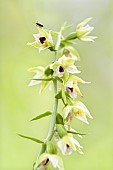 Small beetle on a flower of Müllers Epipactis (Epipactis muelleri), Auvergne, France