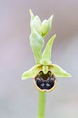 Close-up and hatching of a Spider Ophrys (Ophrys aranifera), Auvergne, France