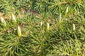 Golden Himalayan Cedar, Cedrus deodara Aurea needles and cones