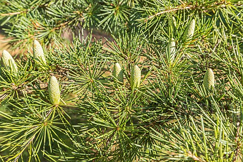 Golden_Himalayan_Cedar_Cedrus_deodara_Aurea_needles_and_cones