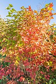 Squashberry viburnum, Viburnum edule, autumn foliage