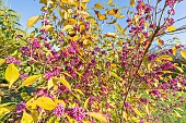 Bodiniers beautyberry, Callicarpa bodinieri var. giraldii, with fruits