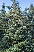 Sakhalin spruce, Picea glehnii,