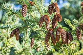 Sakhalin spruce, Picea glehnii, needles and cones
