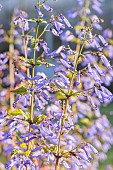 Trumpet Spurflower, Isodon longitubus, flowers