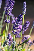 English lavender (Lavandula angustifolia) Aromatico Evolution, breeder: Syngenta 2024