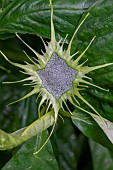 Dorstenia barteri var. multiradiata inflorescence