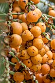 Pindo palm (Butia capitata) fruits on tree. Early berry fermentation attracts fruit flies