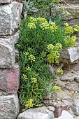 Rock Samphire (Crithmum maritimum) flowering on a seaside wall, Cotes-dArmor, France