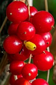 Black byony (Tamus communis) berries, Gers, France
