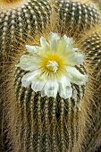 Golden Ball Cactus (Parodia leninghausii) flowering