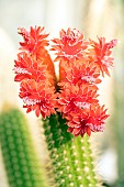 Cactus, Echinopsis huascha, flowers