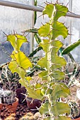 Euphorbia grandicornis
