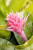 Aechmea fasciata, flower
