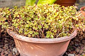 Pilea depressa Dark Moon, foliage