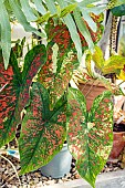 Caladium hortulanum Mesmerized, foliage