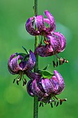 Purple Turks Cap Lily in Vanoise. The Purple Turks Cap Lily (Lilium martagon) is a species of flowering plant in the Liliaceae family. Vanoise National Park - Savoie, France