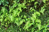 Beech ferns and marchantiales on a damp rock, Cevennes. Phegopteris connectilis (formerly Thelypteris phegopteris) is a species of fern in the Thelypteridaceae family. It is known as Thelypteris beech fern, France.
