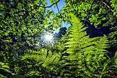 Photosynthesis, fern and beech leaves capture the suns light energy with their chlorophyll in Chartreuse, Isère, France.