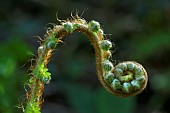 Fiddlehead (young, still coiled frond) of Eagle Fern. The Bracken fern (Pteridium aquilinum) belongs to the Dennstaedtiaceae family. It is very common, even invasive, and cosmopolitan. It can be found at altitudes of up to 2,000 m. Very abundant in regions with a mild, humid oceanic climate. Eagle fern has a black, fibrous, branched rhizome that creeps several dozen centimetres below the ground. This enables it to rapidly colonize its environment, France