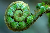 Fiddlehead (young, still coiled frond) of Eagle Fern. The Bracken fern (Pteridium aquilinum) belongs to the Dennstaedtiaceae family. It is very common, even invasive, and cosmopolitan. It can be found at altitudes of up to 2,000 m. Very abundant in regions with a mild, humid oceanic climate. Eagle fern has a black, fibrous, branched rhizome that creeps several dozen centimetres below the ground. This enables it to rapidly colonize its environment, France
