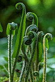 Young Harts Tongue Fern fronds in Haute Savoie. Harts Tongue Fern or Asplenium scolopendrium var. scolopendrium is a variety of fern in the Aspleniaceae family. Common in shady, damp locations. France