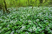 Ramsons (Allium ursinum) in bloom in undergrowth, Haute Savoie, France