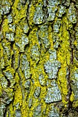 Chrysothrix candelaris on bark. Leprous (powdery) lichen without apothecia or particular structures, common on damp conifer bark. France