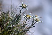 Edelweiss in Vanoise. Edelweiss (Leontopodium nivale subsp. alpinum ) is a species of flowering plant in the Asteraceae family. Emblematic of the Alps, it is found at altitude on gypsum and limestone, Plan Sery, Vanoise, Savoie, France.