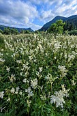 Queen of the meadow (Filipendula ulmaria) in Chartreuse, Isère, France