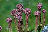 Mountain Houseleek in Vanoise. Mountain Houseleek (Sempervivum montanum) is a species of herbaceous perennial plant in the Crassulaceae family. It is a fat mountain plant growing between 900 m and more than 2,500 m in the mountain ranges of southern Europe (Alps, Pyrenees), France and Italy.