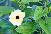 White Black-Eyed Susan Vine Thunbergia, Thunbergia alata ?Suzanne Mélange?, flower